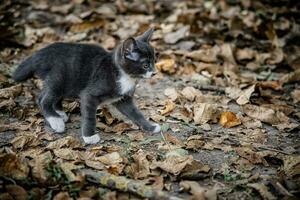 uma pequeno cinzento gatinho jogando entre a seco outono folhagem dentro a Jardim dentro a Vila. foto