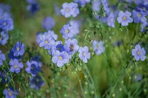 querida abelha coletar néctar a partir de azul ampla flores do jardim linum perene, perene linho, azul linho ou fiapo contra Sol. decorativo linho dentro decoração do jardim trama. natural fundo foto