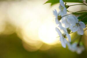 branco flores cereja árvore. branco flores cereja árvore. flores cereja árvore floresceu. querida e medicinal plantas Ucrânia. floração fruta árvores foto