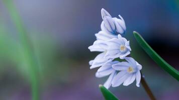 Scylla siberian fechar-se. pequeno azul flores Branco azul snowdrops. natural fundo foto