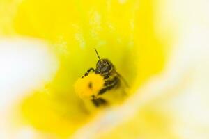 uma abelha colecionar néctar a partir de uma abóbora flor. uma abelha senta em a pilão do enorme amarelo abóbora flor. foto
