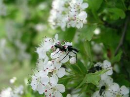 uma bibionidae marcha moscas e erros do amor coleta néctar a partir de a flores do crataegus. branco flores com cinco pétalas e estames Rosa florescendo árvores dentro a Primavera. querida plantas Ucrânia. foto