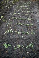 verde pepino plantinha cresce a partir de solo dentro jardim dentro Primavera. densamente plantado jovem pepino plantas estão pronto para plantio e desbaste. foto