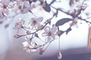 branco flores cereja árvore. flores cereja árvore floresceu. querida e medicinal plantas Ucrânia. floração fruta árvores foto