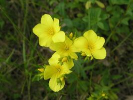 linum maritimum amarelo flores crescendo dentro Europa. querida e medi foto