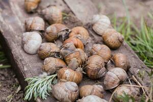 grupo do escolhido a dedo uva caramujos, verão dia dentro jardim. uva Caracol Fazenda para restaurantes. comestível Caracol ou escargot, é uma espécies do grande, comestível, respiração aérea terra em de madeira prancha. foto