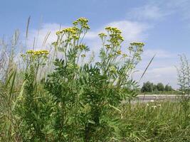 tansy tanaceto Vulgare comum tanásia, amargo botões, vaca amargo, ou dourado botões amarelo pequeno flores crescendo dentro uma Prado fechar acima. querida e medicinal plantas dentro Europa. droga plantas foto