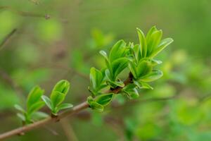 galhos com a primeiro verde spirea folhas dentro cedo Primavera. plantar desenvolvimento depois de geada. primavera conceito. foto