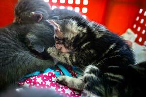 adorável gatinhos dentro uma plástico caixa, esperando para seus casas foto