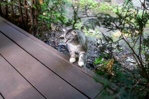 pequeno cinzento sem teto gatinho sobe em uma de madeira chão a partir de a rua foto