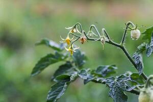 pingos de chuva em amarelo flores tomate. uma tomate arbusto com jovem folhas e a primeiro verde tomate. foto