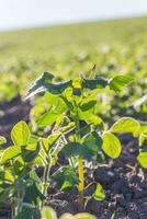 trigo sarraceno brotos em campo. trigo sarraceno jovem plantas dentro a jardim. agrícola cultura. querida plantas Ucrânia foto