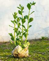 brotou podre branco repolho. decoração a partir de natural produtos. jovem brotos do branco repolho cresceu certo em balanço. ainda vida do legumes. desperdício Zero foto