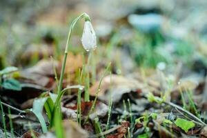 galanto, floco de neve três flores contra a fundo do árvores foto