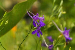 consolidar regalias, bifurcação espora, foguete-larkspur, e campo Larkspur roxa pequeno flores em a campo. foto