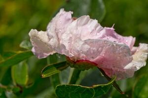 peônia ou peônia, paeonia Rosa depois de chuva dentro a Sol. 1 peônia flor dentro a canteiro de flores. foto