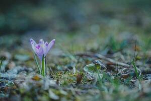 açafrão, açafrões ou croci este floresce dentro a Prado. foto