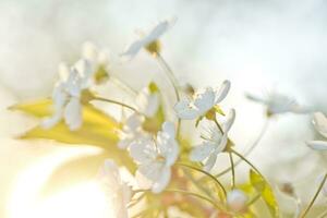 branco flores cereja árvore. branco flores cereja árvore. flores cereja árvore floresceu. querida e medicinal plantas Ucrânia. floração fruta árvores foto