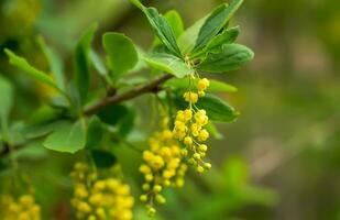 berberis vulgaris, simplesmente bérberis amarelo flores brotos grupo em florescendo comum ou europeu bérberis dentro Primavera foto
