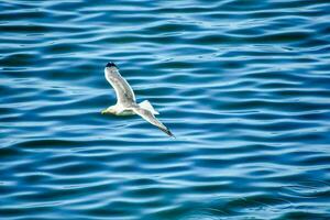 uma gaivota vôo sobre a água foto