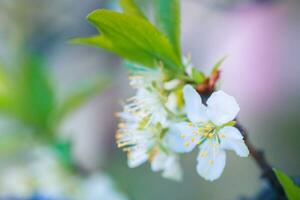 prunus ceraso, azedo cereja, azedo , ou anão, Morello, Amarela, montmorency cereja branco delicado flor com jovem verde folhas em uma ramo dentro Primavera. foto