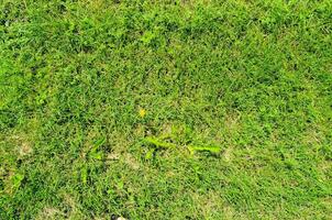 uma verde Relva campo com uma poucos ervas daninhas foto