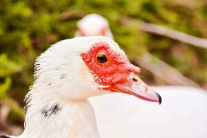 uma branco Pato com vermelho olhos e uma vermelho bico foto