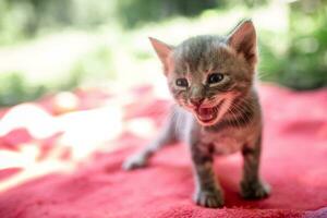 uma pequeno, assustado 1 mês de idade gatinho gritos com Está boca aberto foto