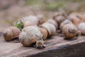 grupo do escolhido a dedo uva caramujos, verão dia dentro jardim. uva Caracol Fazenda para restaurantes. comestível Caracol ou escargot, é uma espécies do grande, comestível, respiração aérea terra em de madeira prancha. foto