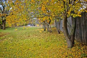 sujeira estrada coberto com amarelo outono folhas foto