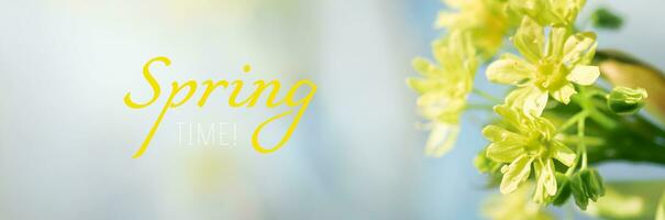 amarelo bordo flores Primavera fundo com a inscrição Primavera tempo. foto