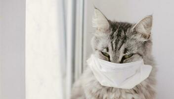 gato dentro uma médico mascarar. protetora antiviral mascarar em gatos face, médico mascarar a partir de coronavírus foto