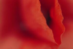desfocado borrão vermelho papoilas pétalas. flor do papoilas fechar-se. natural fundo. pastel e suave flor cartão. foto