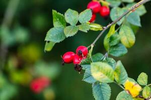 rosa mosqueta. frutas e vegetais. planta e plantas. árvore e árvores. foto