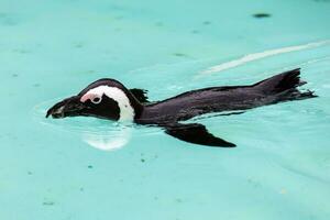 pinguim africano. pássaros e pássaros. mundo aquático e fauna. vida selvagem e zoologia. foto