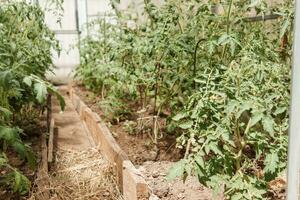 tomates estão suspensão em uma ramo dentro a estufa. a conceito do jardinagem e vida dentro a país. uma ampla estufa para crescendo caseiro tomates. foto