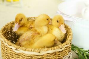 viver amarelo patos dentro uma vime cesta fez do esteira fechar-se. a conceito do levantando animais em uma Fazenda. foto