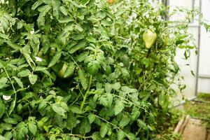 tomates estão suspensão em uma ramo dentro a estufa. foto