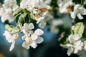 florescendo maçã árvore galhos com branco flores fechar-se. foto