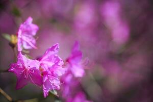 ramo com azaléias flores contra fundo do Rosa embaçado cores e azul céu. foto