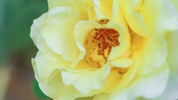 lindo amarelo rosa em arbusto dentro jardim. fechar-se flor contra fundo do pôr do sol. foto