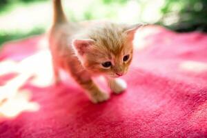 pequeno recém-nascido vermelho gatinho sem mãe dentro verão em a vermelho tapete foto