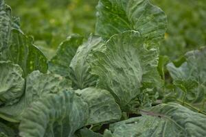 brassica oleracea, fundo do repolho, encabeçado repolho folhas. orvalho gotas em uma folha do repolho. verde suculento cor do a plantar. foto