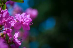 ramo com azaléias flores contra fundo do Rosa embaçado cores e azul céu. foto