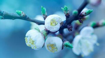 flores do cereja ameixa ou myrobalan prunus cerasifera florescendo dentro a Primavera em a galhos. desenhador colorido dentro Rosa e azul. foto