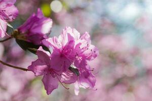 ramo com azaléias flores contra fundo do Rosa embaçado cores e azul céu. foto