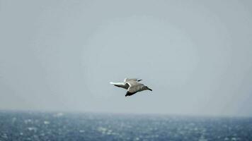 uma gaivota vôo sobre a oceano foto