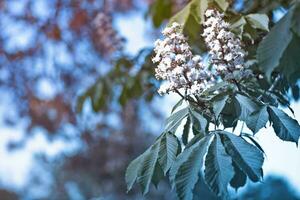 castanha flores e brotos em dentro Primavera. brilhante verde folhas fechar acima. fundo para Primavera protetores de tela em telefone. Renascimento do natureza. florescendo brotos em árvores foto