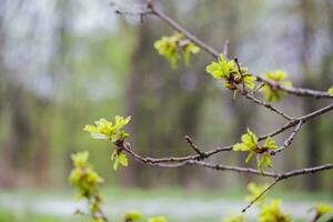 Primavera floração árvore carvalho. brincos com pólen e jovem verde foto