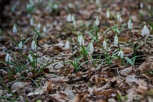 galanto, floco de neve três flores contra a fundo do árvores foto